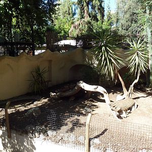 Fennec Fox/Leopard Tortoise/Radiated Tortoise Exhibit