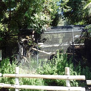 Spot-Nosed Guenon Exhibit