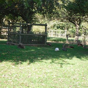 Howletts Wild Animal Park 2nd October 2011