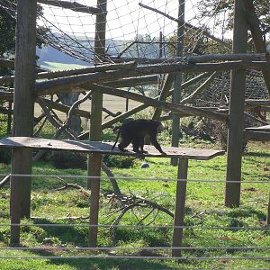 Howletts Wild Animal Park 2nd October 2011