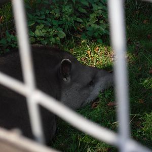 Howletts Wild Animal Park 2nd October 2011