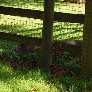Howletts Wild Animal Park 2nd October 2011
