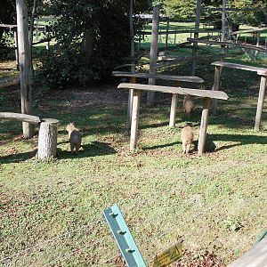 Howletts Wild Animal Park 2nd October 2011