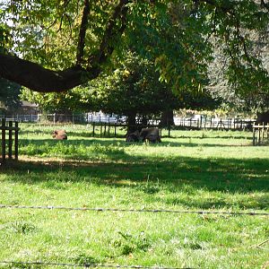 Howletts Wild Animal Park 2nd October 2011