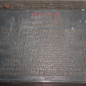 Howletts Wild Animal Park 2nd October 2011