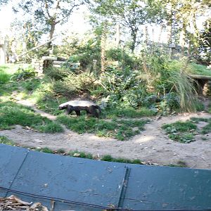 Howletts Wild Animal Park 2nd October 2011