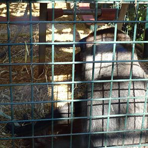 Howletts Wild Animal Park 2nd October 2011