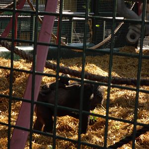 Howletts Wild Animal Park 2nd October 2011