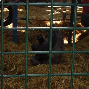 Howletts Wild Animal Park 2nd October 2011