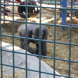 Howletts Wild Animal Park 2nd October 2011