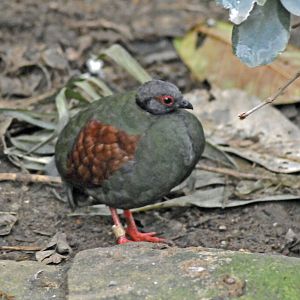 Red Crested Wood Partridge (Female)