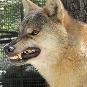 persian wolf (male)