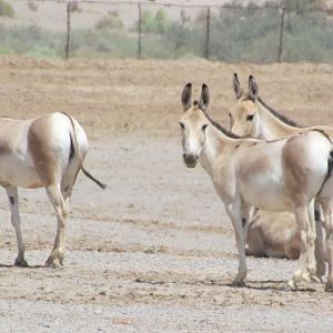 persian onager
