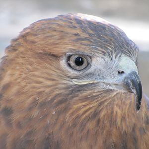 buteo rufinus