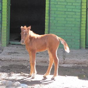 Caspian Horse