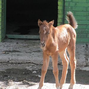 Caspian Horse