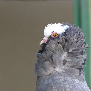 Domestic pigeons