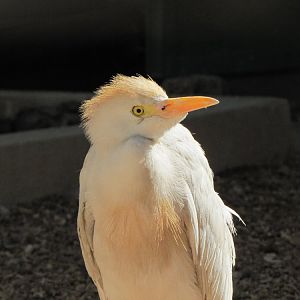 cattle egret