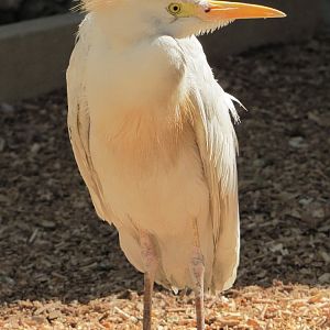 cattle egret