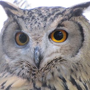 eagle owl