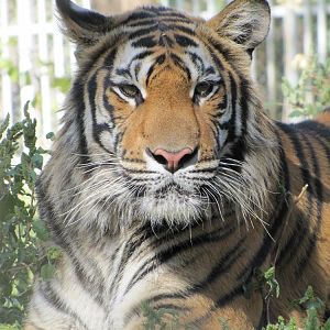 Bengal Tiger(babry)4