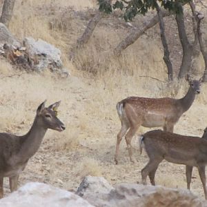 persian fallow deer - ilam