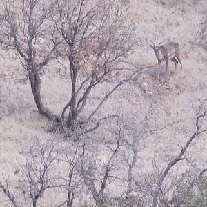 persian fallow deer - ilam
