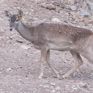 persian fallow deer - ilam