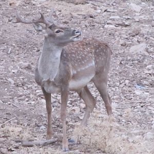 persian fallow deer - ilam