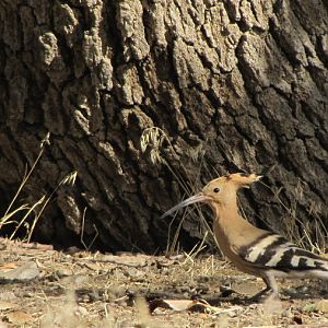 hoopoe