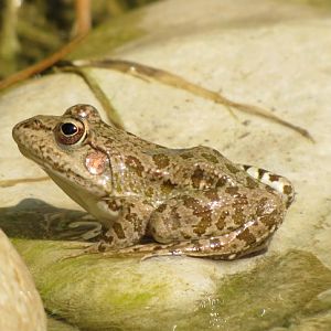 Marsh frog