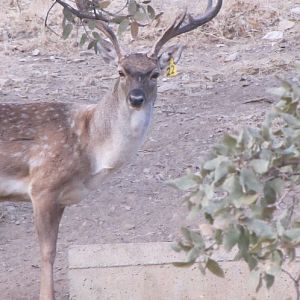 persian fallow deer - ilam