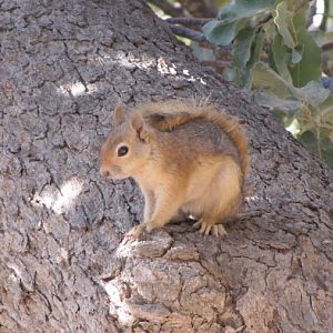 wild Persian squirrels