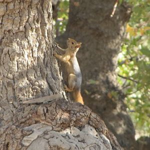 wild Persian squirrels