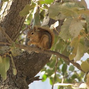wild Persian squirrels