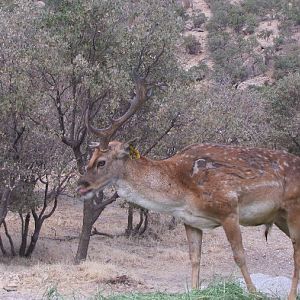 persian fallow deer - ilam