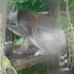 Ring-tailed Lemur - 27/10/2011