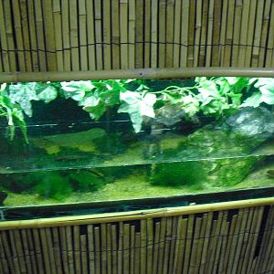 Japanese Fire-bellied Newt Tank - 27/10/2011
