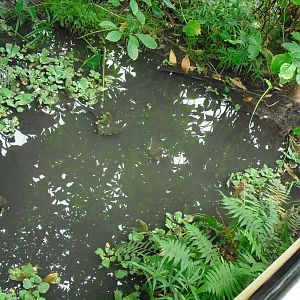 Butterfly House - 27/10/2011