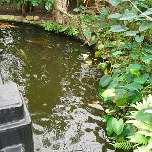 Koi Pond - 27/10/2011