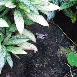 Dead Butterfly - 27/10/2011