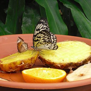 Butterflies - 27/10/2011