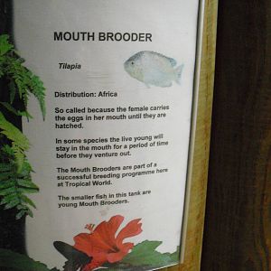 Example Signage (Tilapia) - 27/10/2011