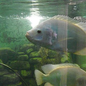 Tilapia - 27/10/2011