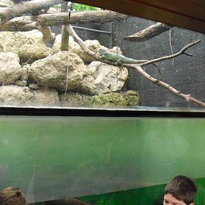 Iguana over the Amazon Tank - 27/10/2011