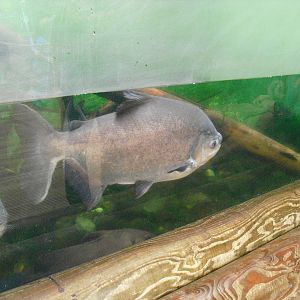 Black Pacu - 27/10/2011