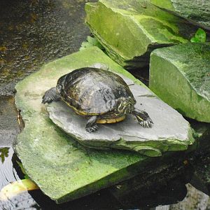 Red-eared slider - 27/10/2011