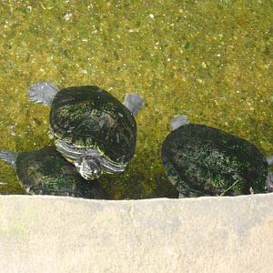 Red-eared sliders - 27/10/2011