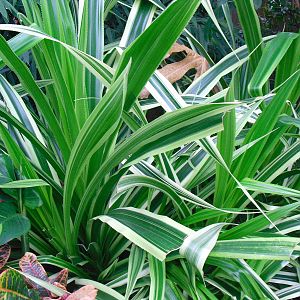 Spider plants (?) - 27/10/2011