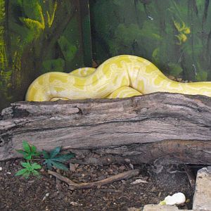 Burmese Python (Albino) - 27/10/2011